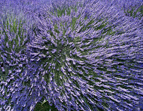 Lavender Swirl